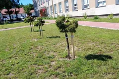 IMG_20260624_102341141_MFNR