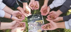 Read more about the article Akcja Krokus